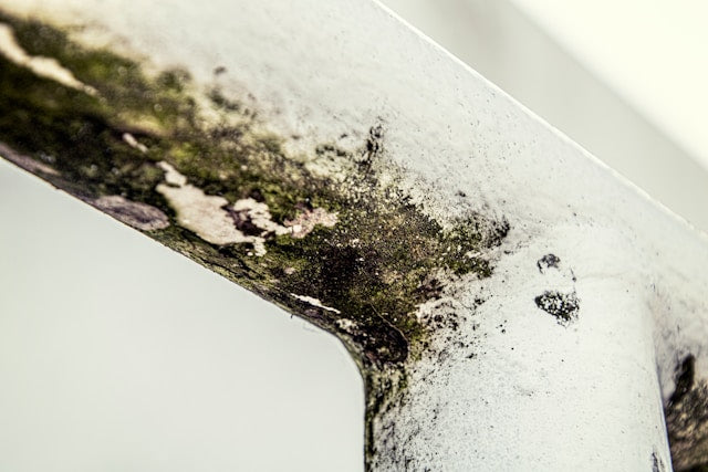 How to Clean Mold from Leather Without Damage